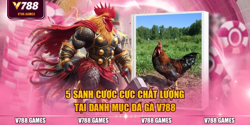 5 sảnh cược cực chất lượng tại danh mục đá gà V788