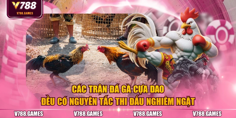 Các trận đá gà cựa dao đều có nguyên tắc thi đấu nghiêm ngặt