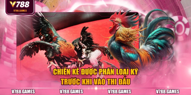 Chiến kê được phân loại kỹ trước khi vào thi đấu