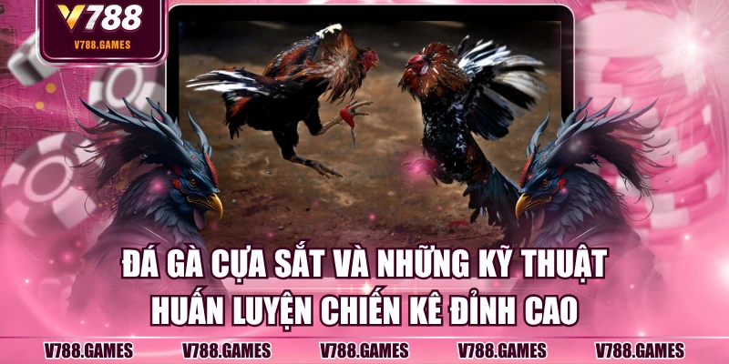 Đá gà cựa sắt