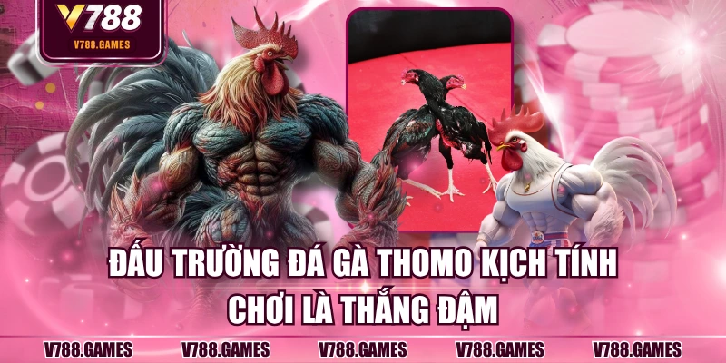 Đá gà Thomo