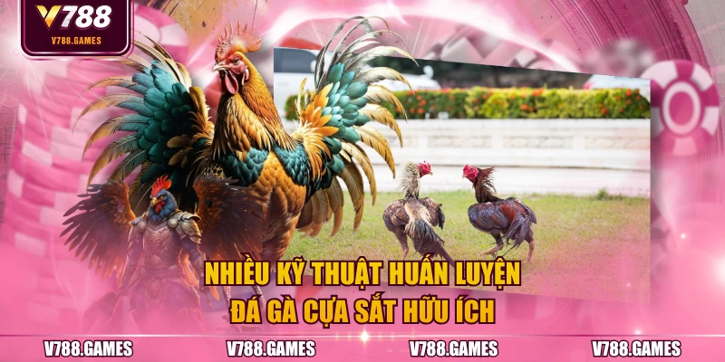 Nhiều kỹ thuật huấn luyện đá gà cựa sắt hữu ích