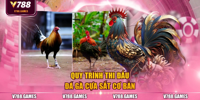 Quy trình thi đấu đá gà cựa sắt cơ bản