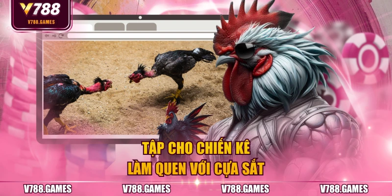 Tập cho chiến kê làm quen với cựa sắt