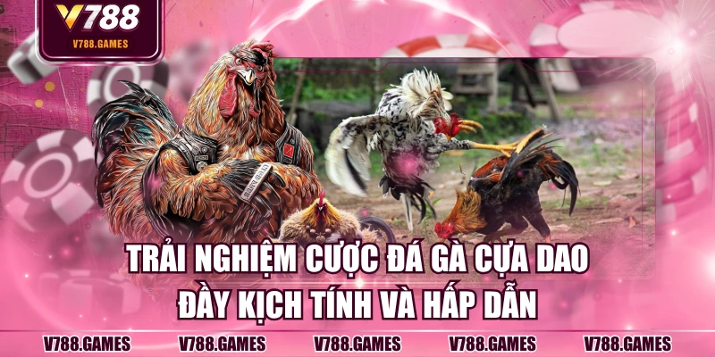 Đá gà cựa dao