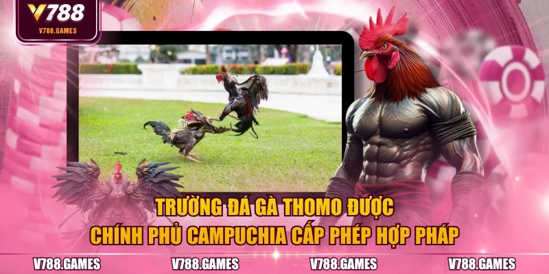 Trường đá gà Thomo được chính phủ Campuchia cấp phép hợp pháp